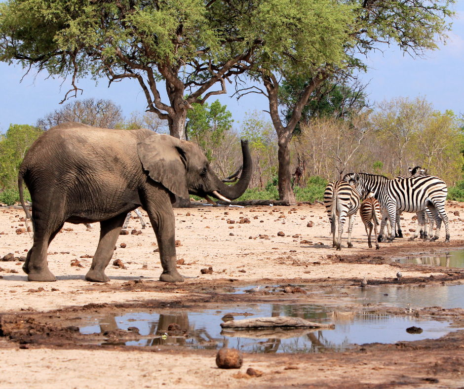 The Ultimate Guide to Visiting Tanzania: Best Times for Safari Adventures and Beach Escapes