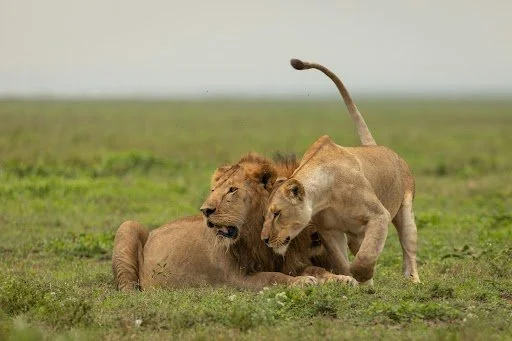 Book Your Dream 2026 African Safari: Expert Planning &amp; Unforgettable 