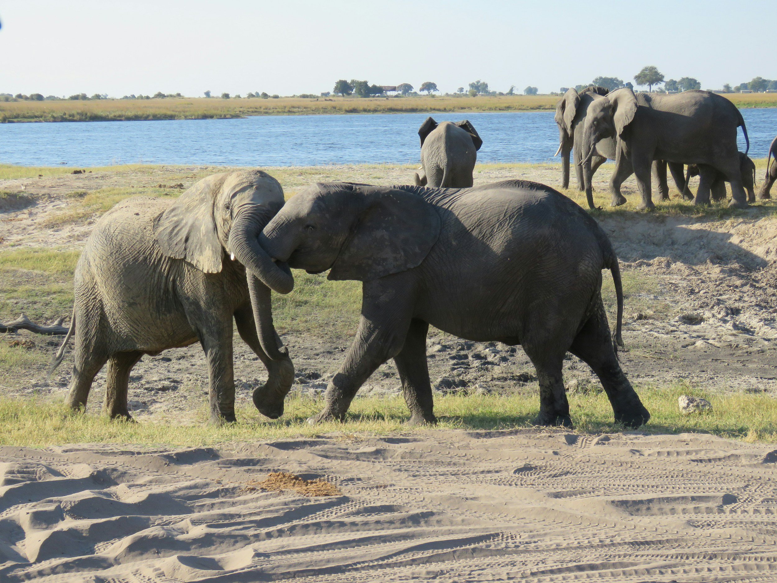 Chobe National Park: Botswana’s Riverfront Safari Wonderland