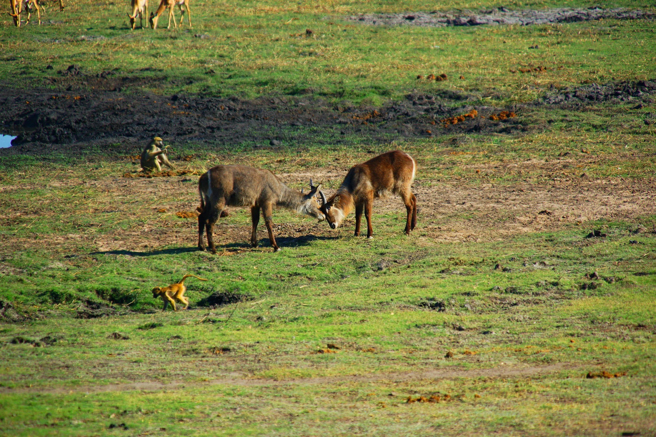 10 Unforgettable Things to Do in Chobe National Park