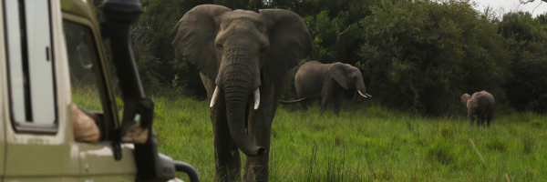 Best African Safari Destinations for First-Time Travelers