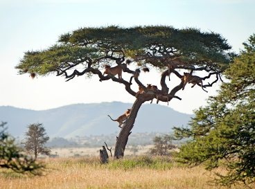 A lone, sprawling acacia tree in an open grassland, with mountains in the background.