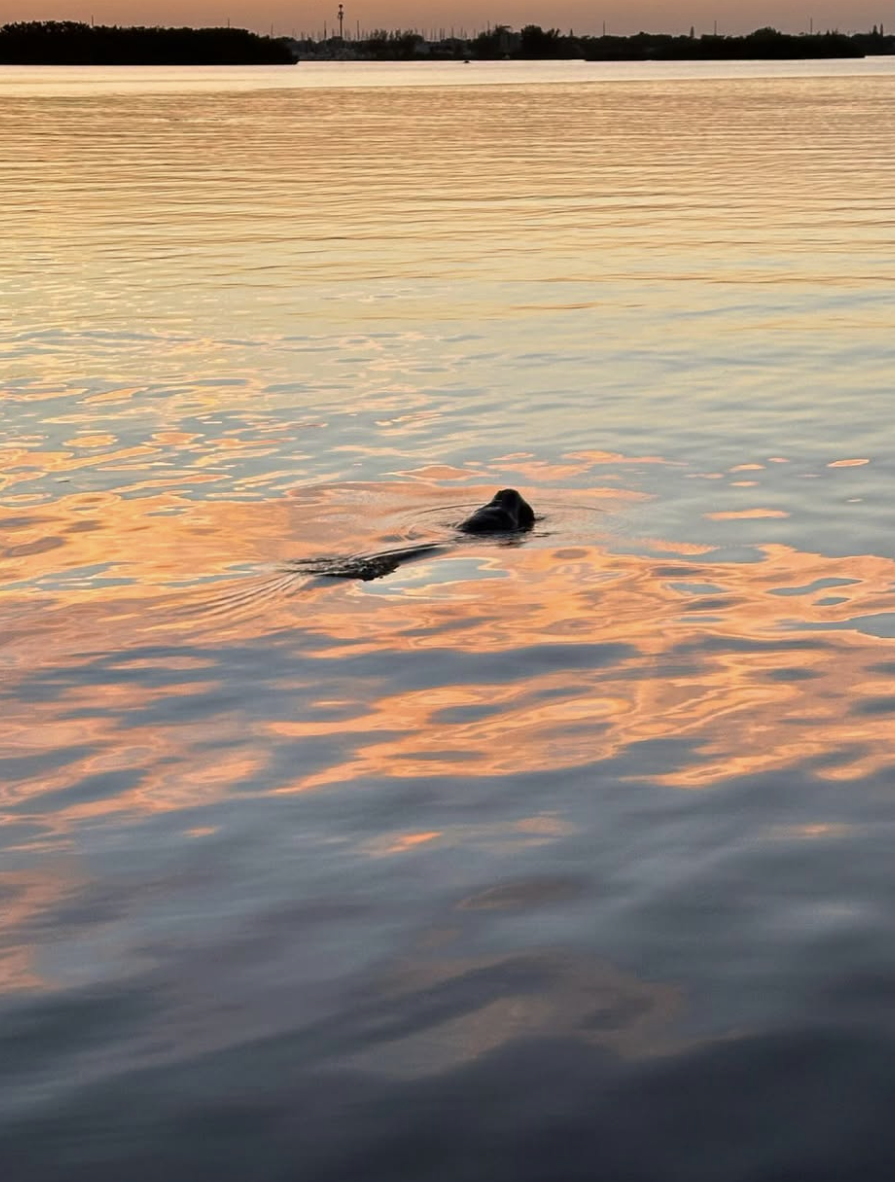 A fish swimming in a calm body of water during sunset, with reflections of orange and pink in the water, and a distant shoreline in the background.