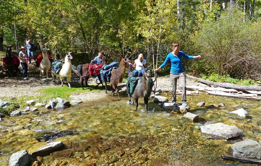 Llama Trekking Day Hikes in the Sangre de Cristo Mountains