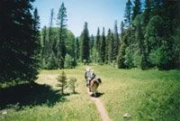columbine-meadow.jpg