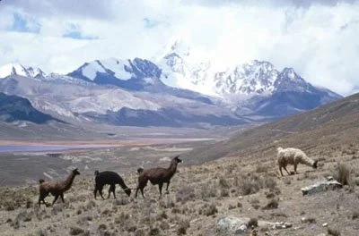 altiplano.jpg
