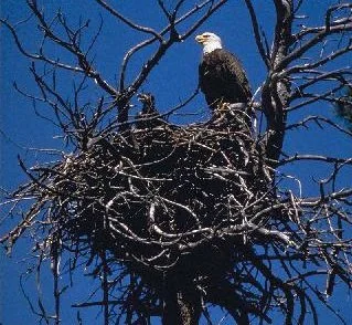 eagle.jpg