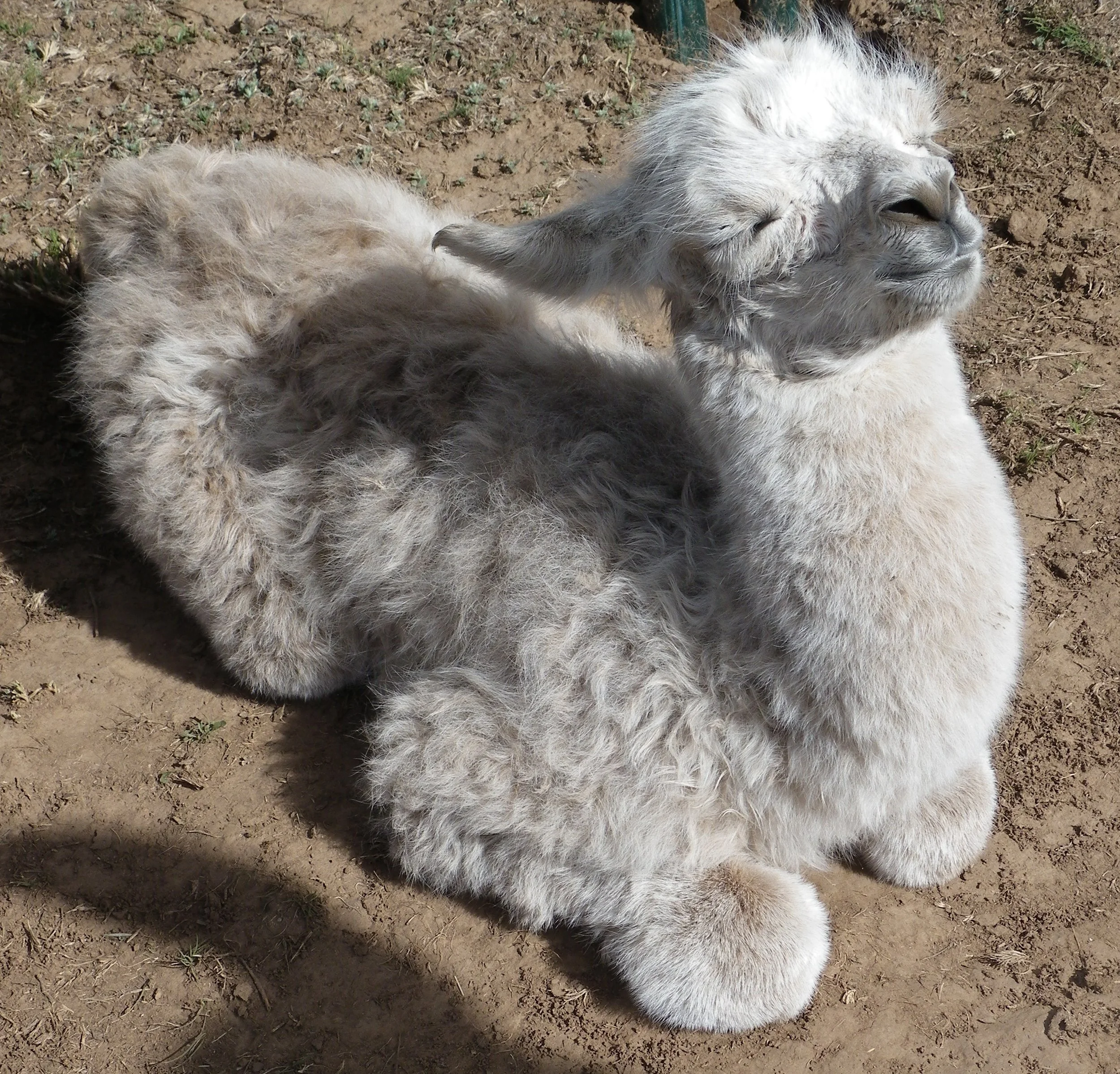 New Mexico Llama Rescue