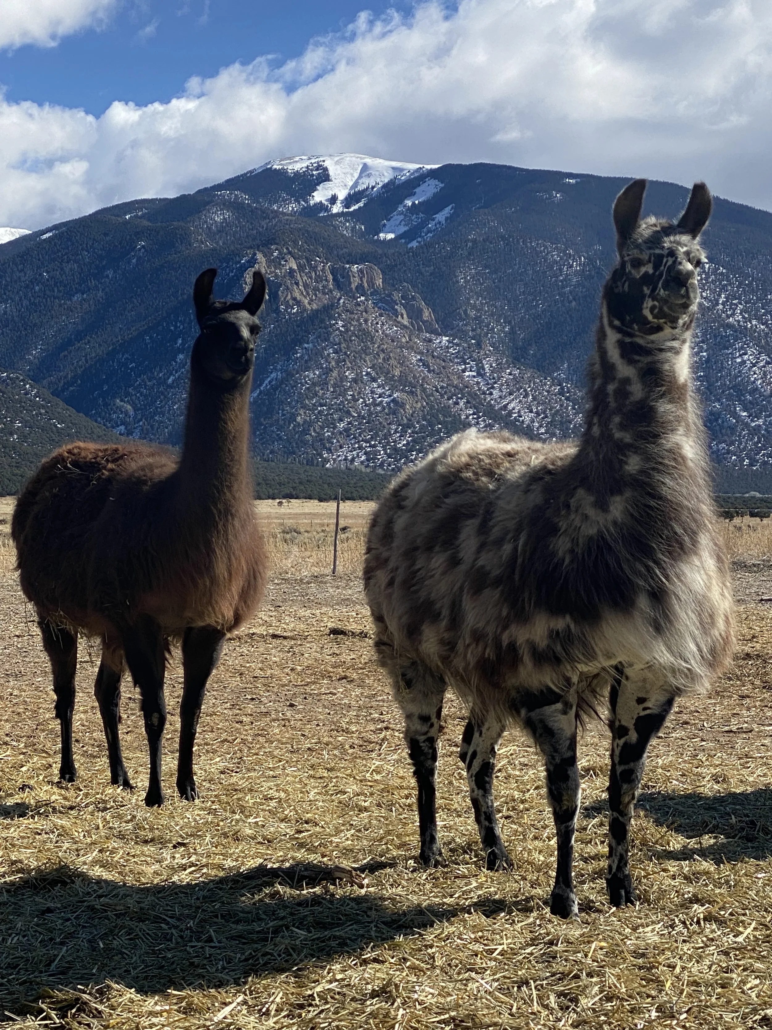 Llama Rescue in New Mexico