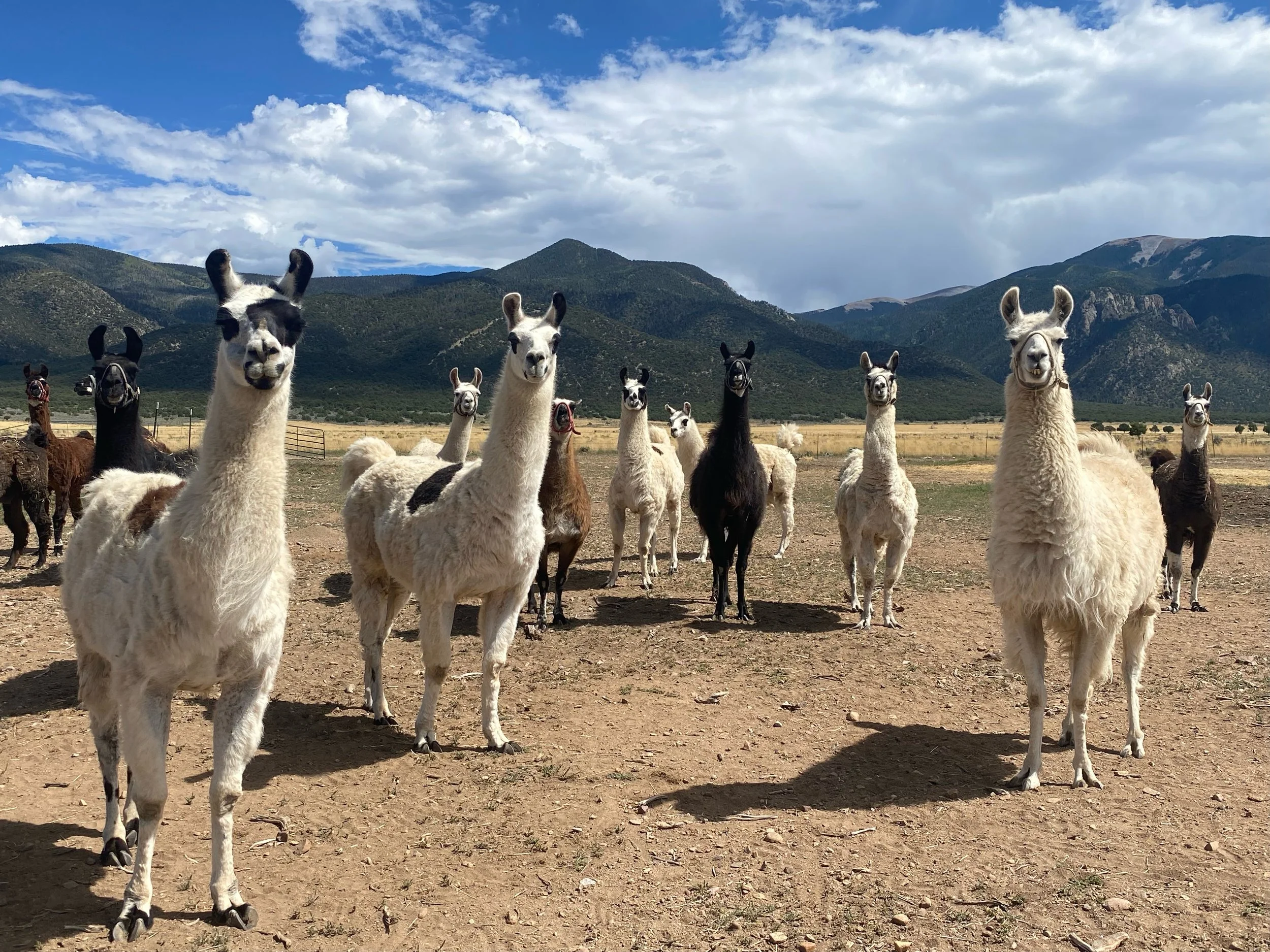 Llama Rescue Ranch New Mexico