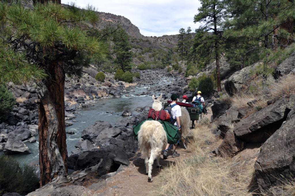 Llama Trekking Day Hikes in the Rioo Grande Gorge