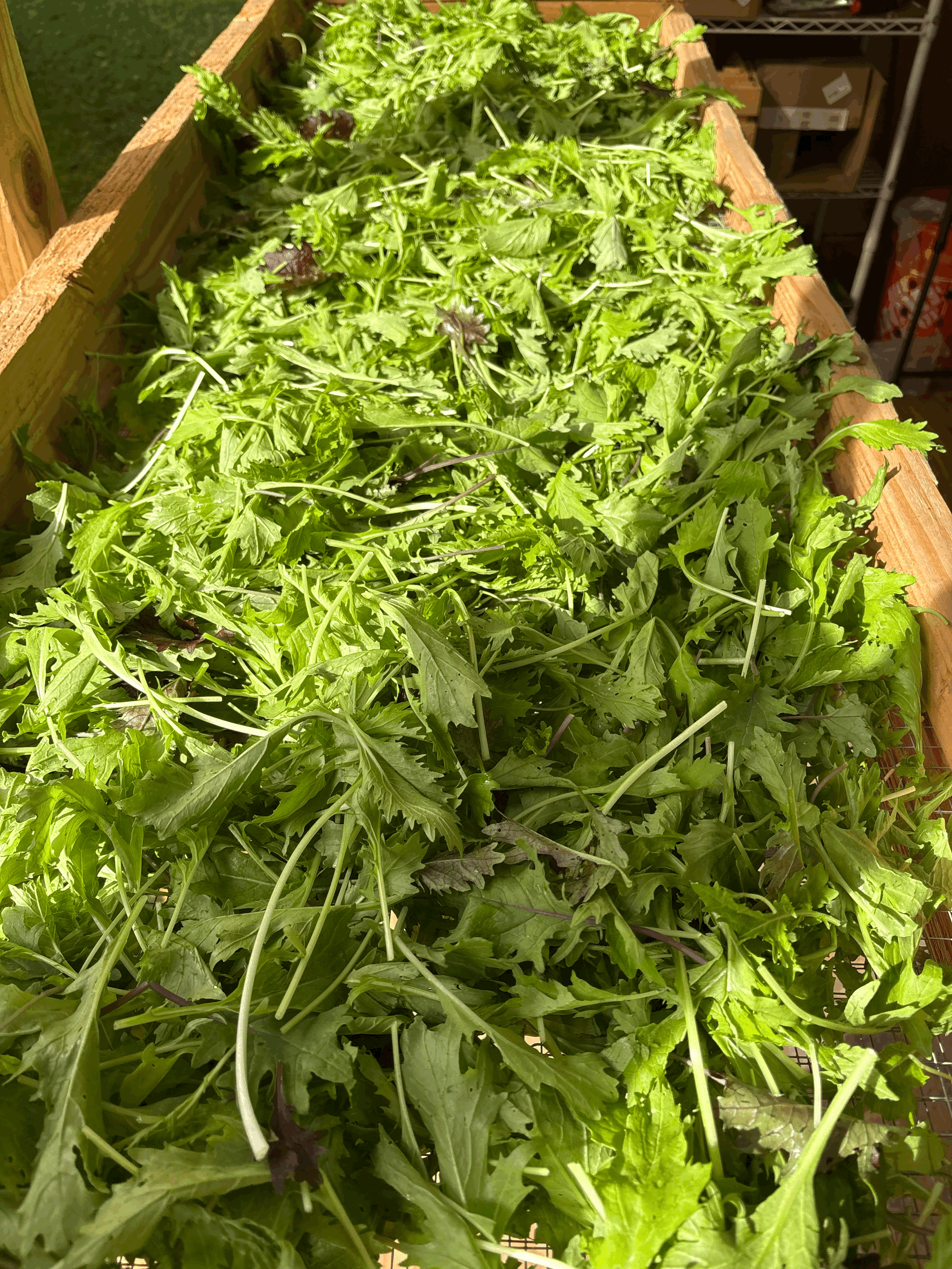 Hilltop Mustard Green Blend