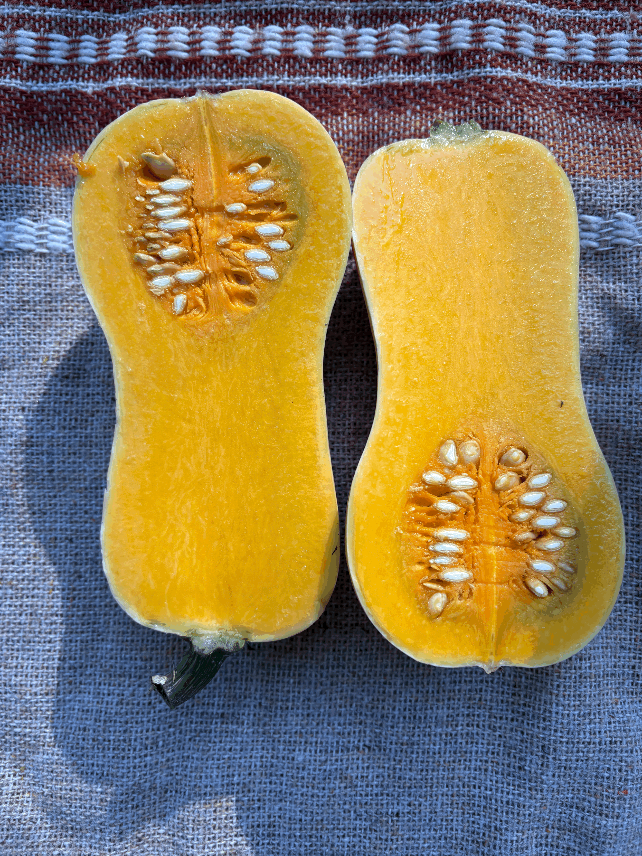 Small Butternut squash