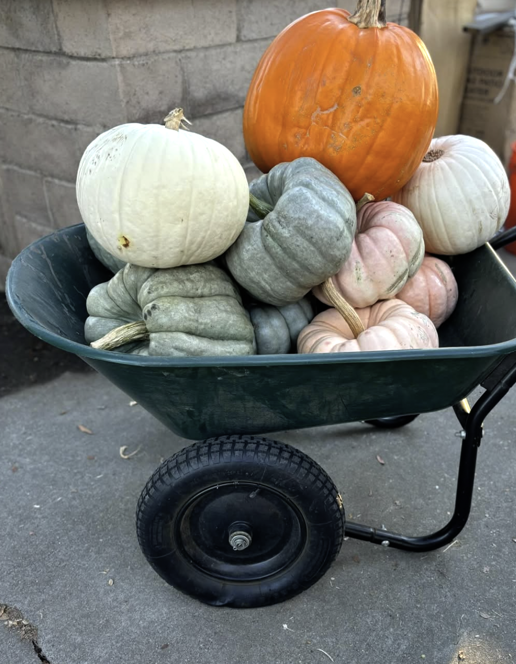 “Assorted pumpkins in wheelbarrow prepared for Patch to Porch decorating service Comox Valley”