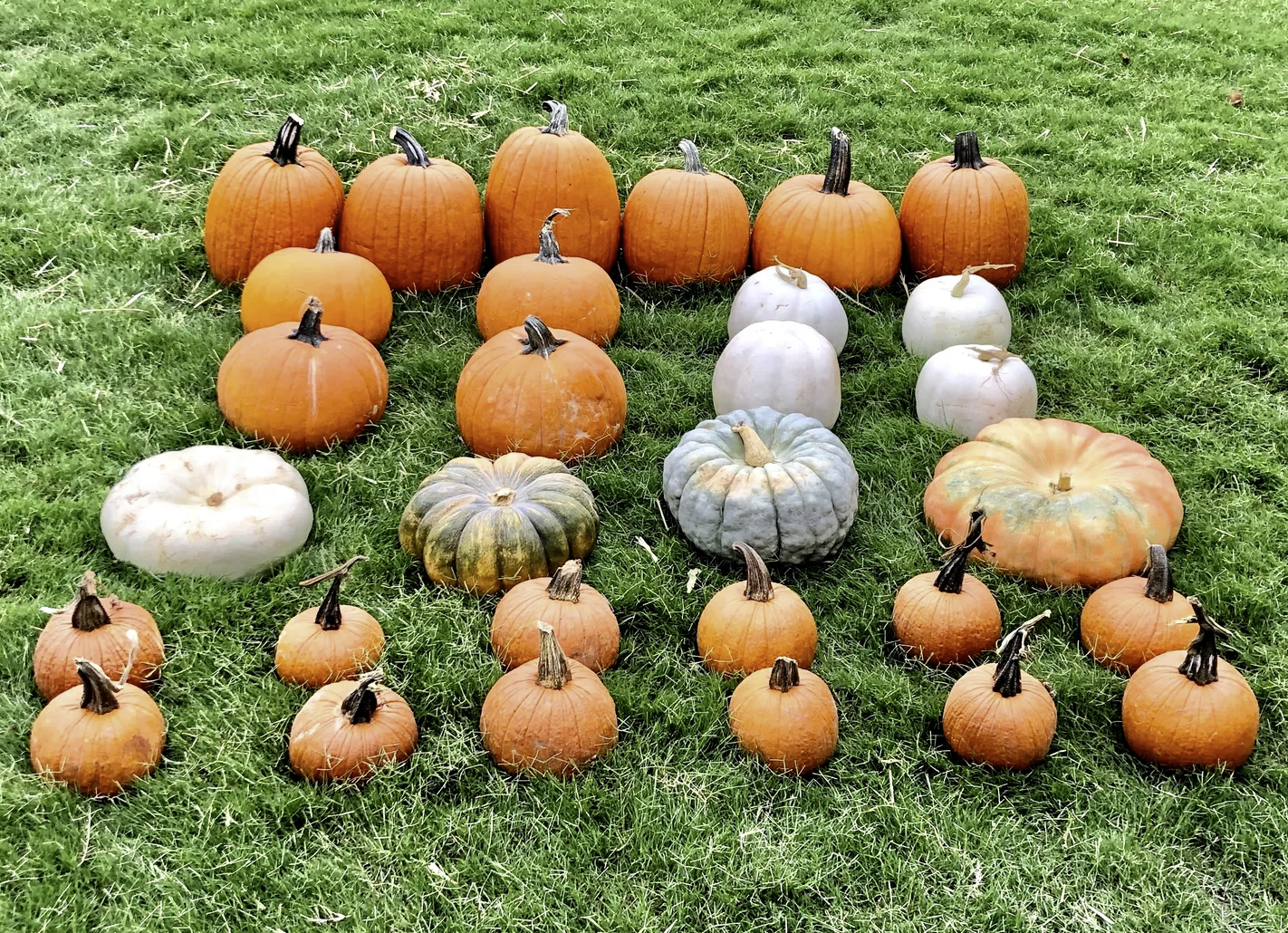 “Little Sprout pumpkin porch package with colorful fall pumpkins in Comox Valley BC”