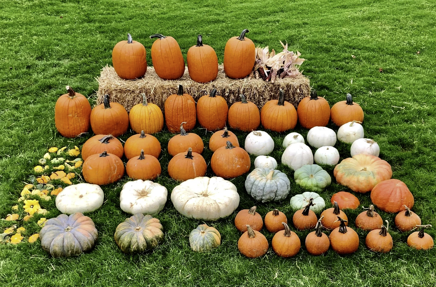 “Jack O’ Luxe pumpkin package display with hay bales and assorted pumpkins in Comox Valley BC”