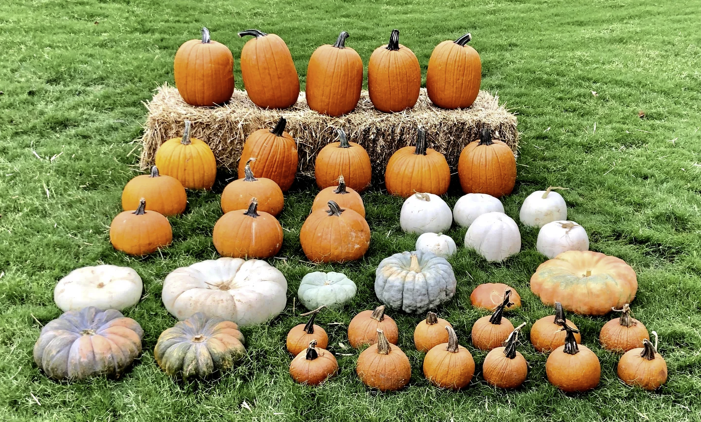“Harvest Hug porch decorating package with orange, white, and green pumpkins Courtenay BC”