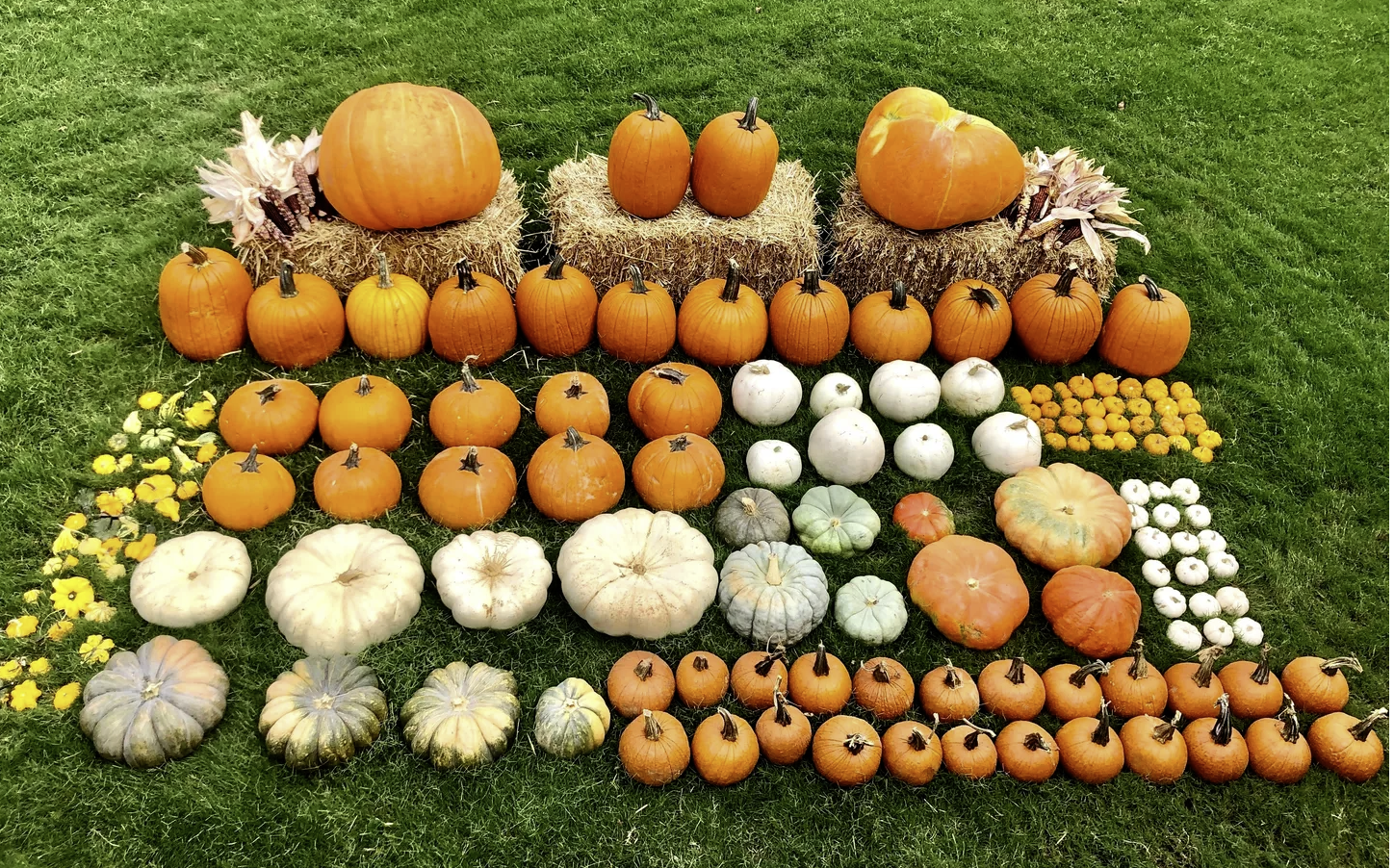 “Pumpkin Palooza package with over 140 pumpkins, hay bales, and flowers in Comox Valley BC”