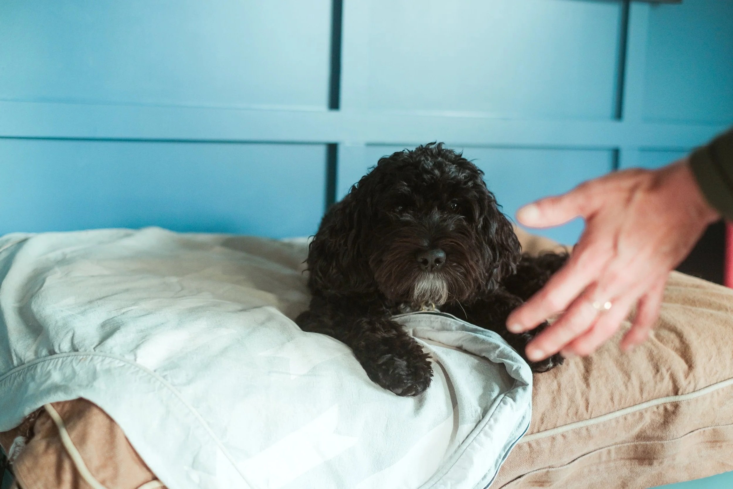 A black, curly-haired dog lying on a bed with a beige sheet, with a person's hand reaching out towards it. The blue headboard is visible in the background.