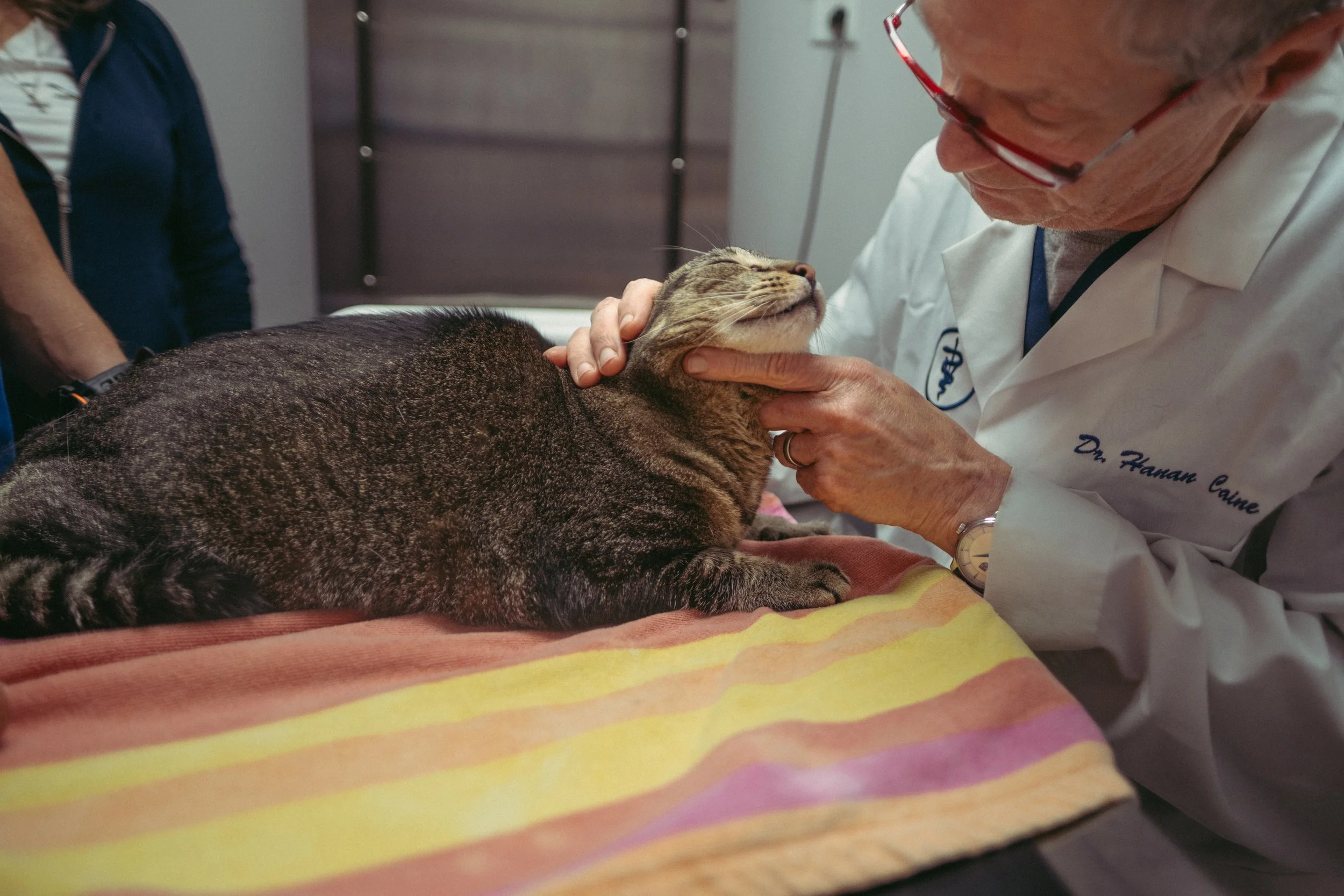 How to Pill a Cat