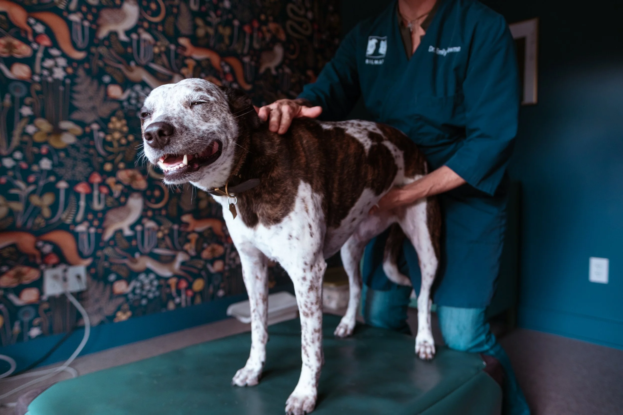 A veterinarian examines a white and brown-spotted dog at a veterinary clinic. The dog is on an examination table, smiling with eyes closed. The veterinarian wears a dark green coat with a name badge, and a colorful woodland animal wallpaper decorates the background.