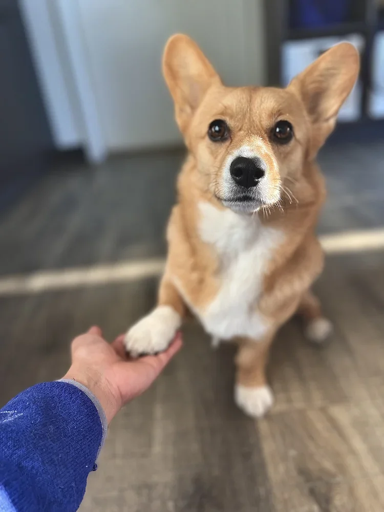 A corgi dog with tan and white fur, sitting on a wooden floor, holding a person's hand with its paw.