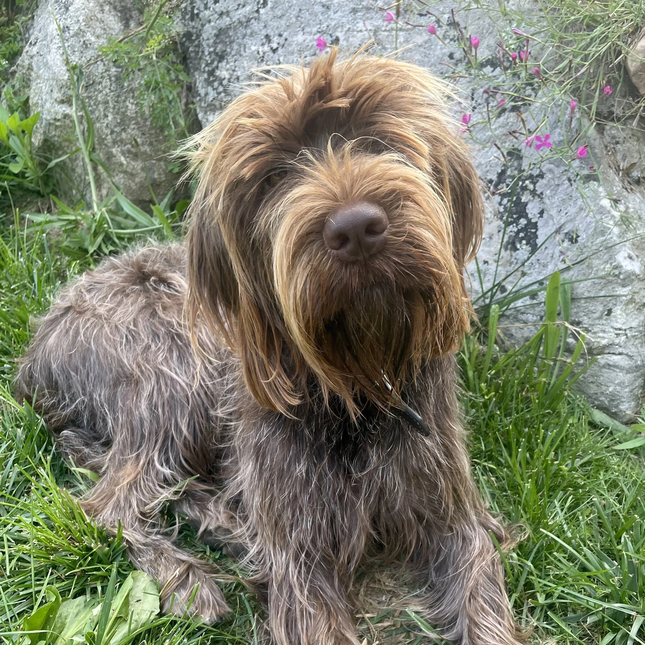 A fluffy brown dog with long, shaggy fur sitting outdoors among green grass and pink flowers, with rocky terrain in the background.