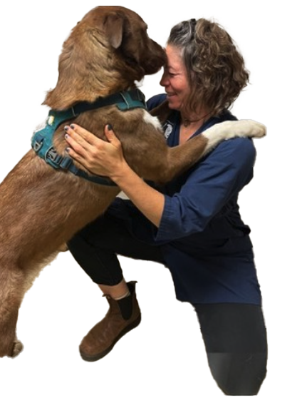 A woman smiling and hugging a large brown dog that is standing on its hind legs, wearing a harness.