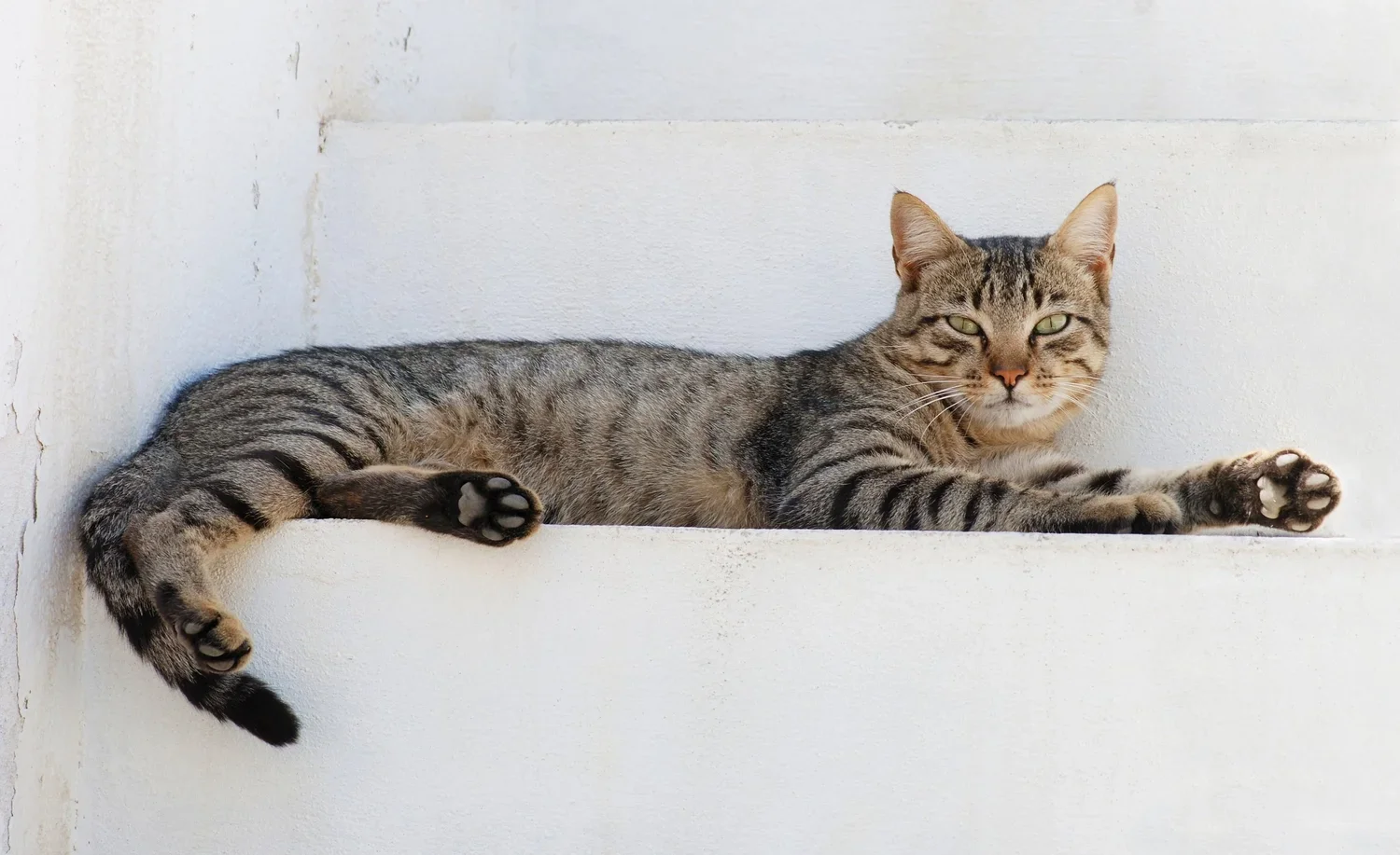 Tabby cat lying on a white ledge against a white wall, looking at the camera.