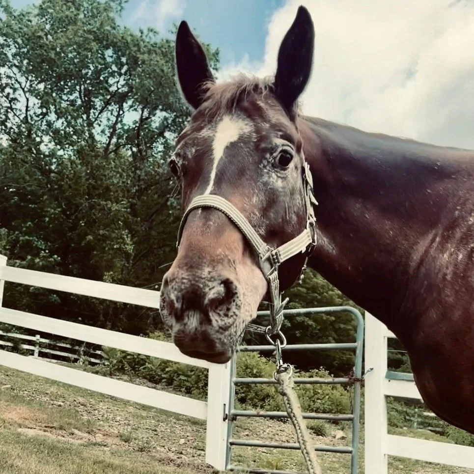Close-up of a brown horse with a white stripe on its face, standing outside near a white fence, with trees and a blue sky with clouds in the background.