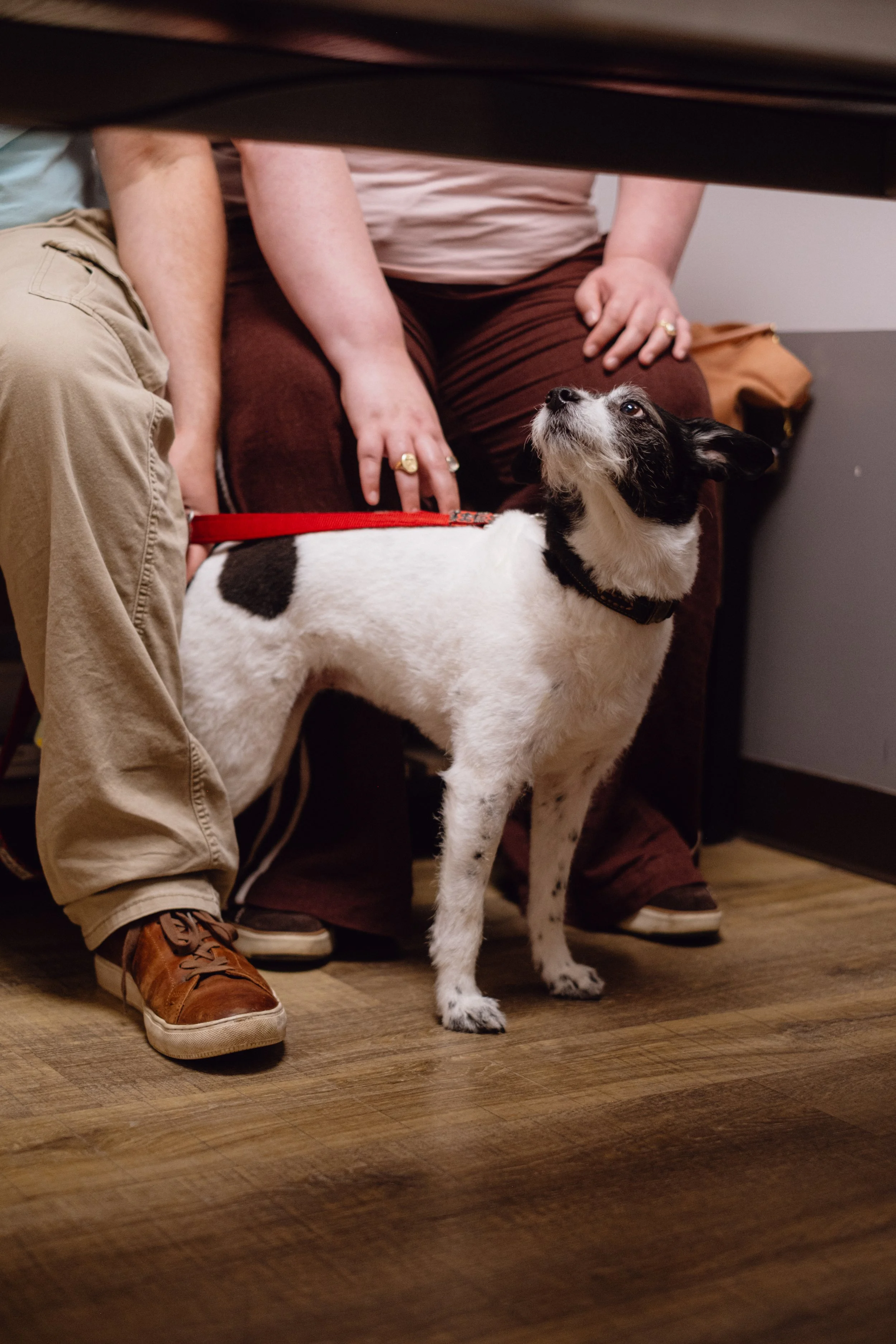 A small black and white dog standing on a wooden floor, looking up. Two people are seated nearby, one wearing beige pants and brown shoes, the other wearing brown pants with hands resting on their lap, wearing rings.