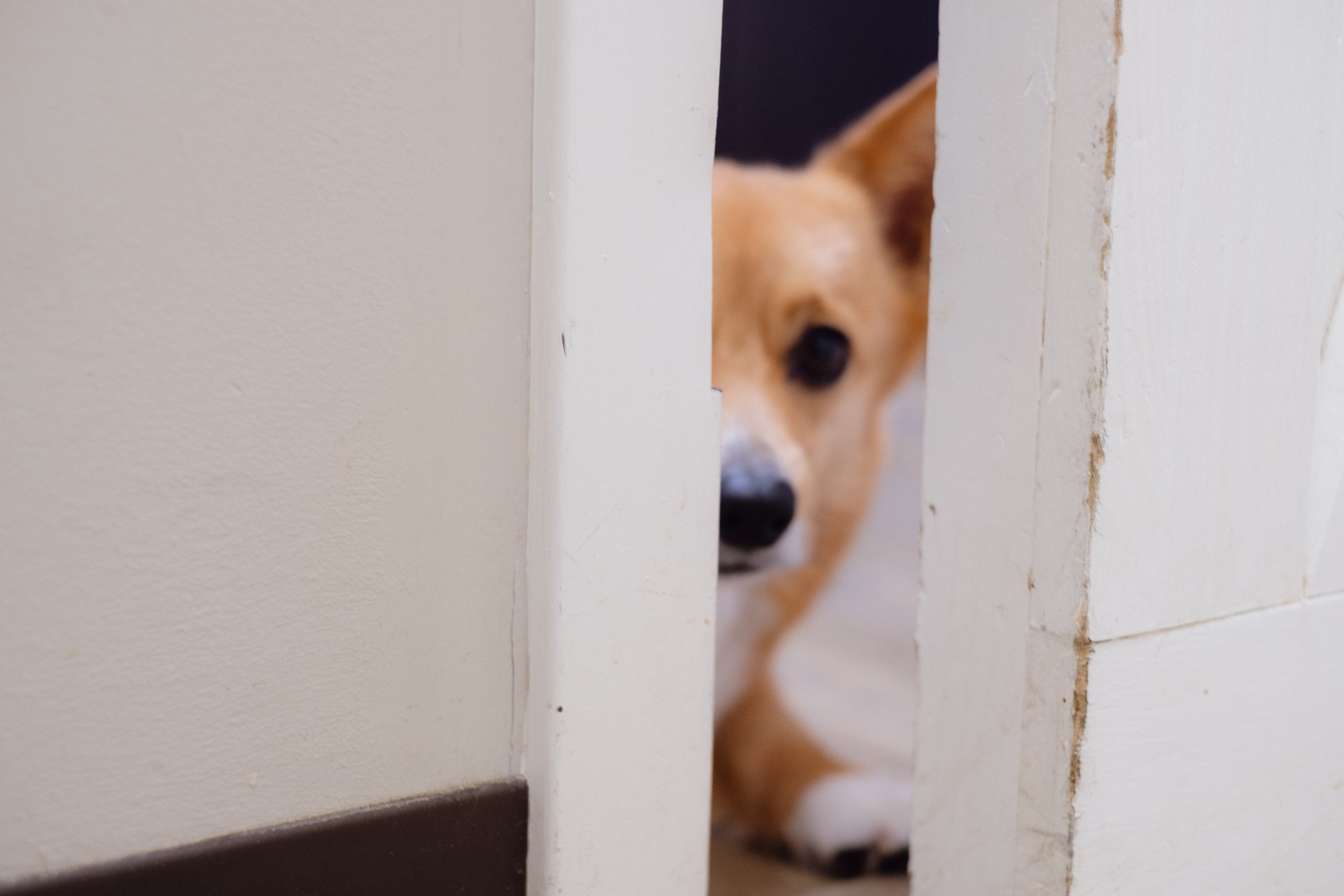 A dog peeking through a narrow gap between two white walls.