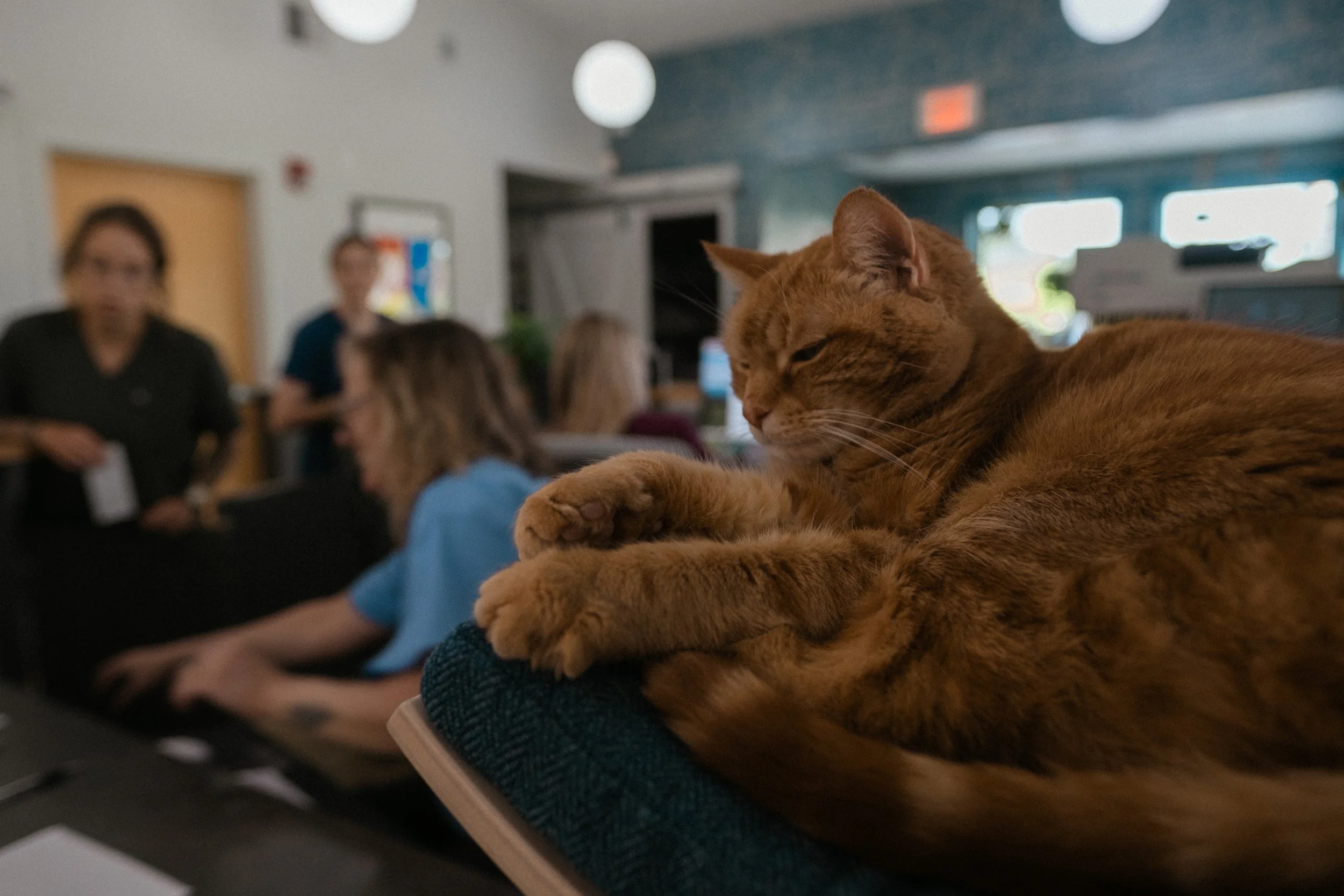 Close-up of an orange tabby cat resting on a person's lap in an indoor setting, with blurred people and a blue wall in the background.