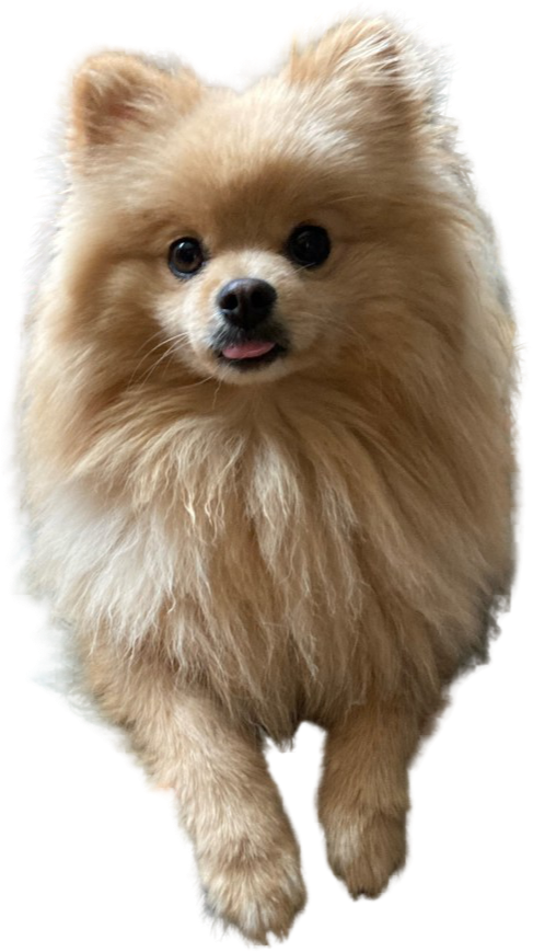 A fluffy Pomeranian dog with tan fur, dark eyes, and a small tongue sticking out.