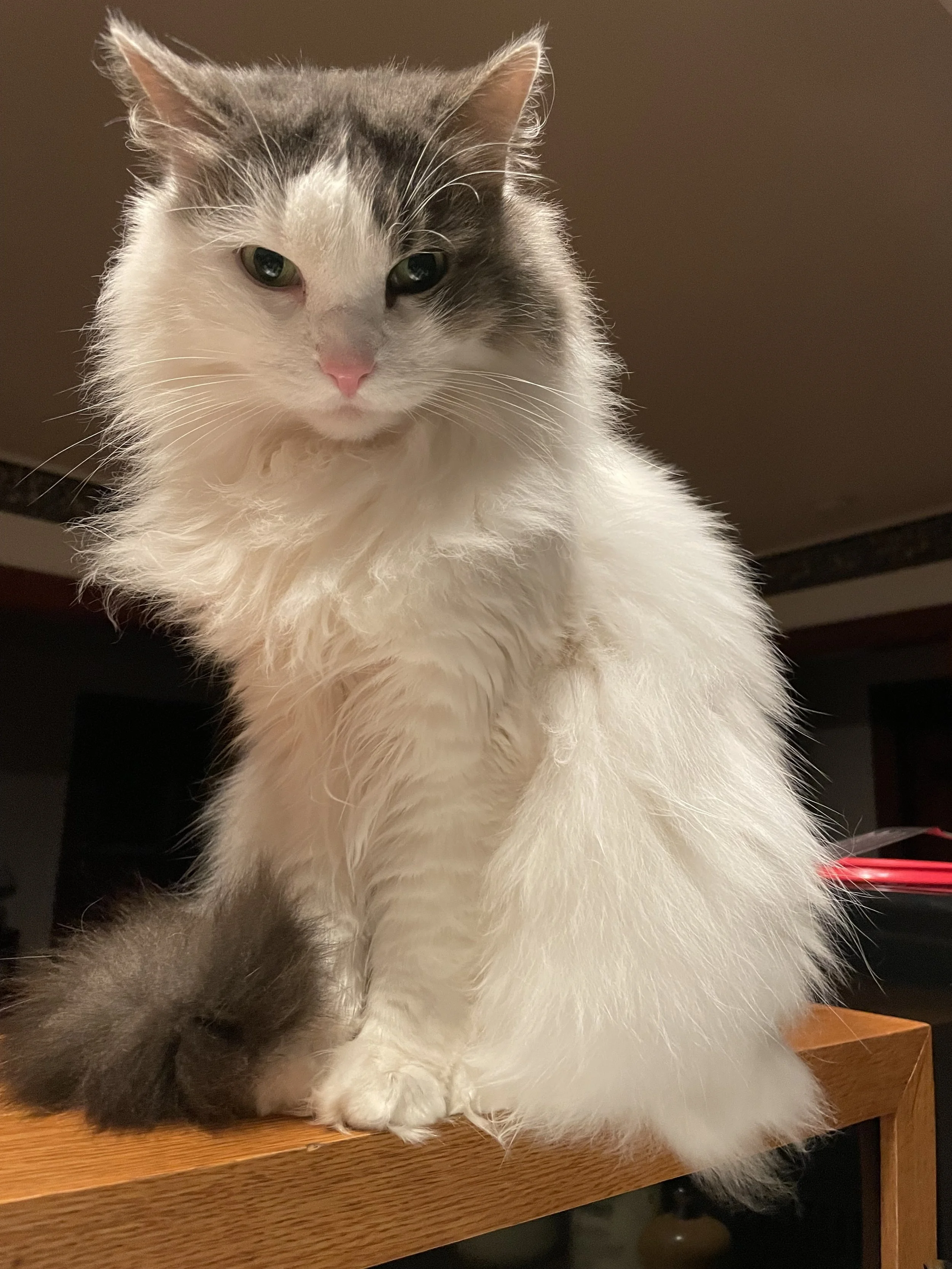 A fluffy white and gray cat with green eyes, sitting on a wooden table.