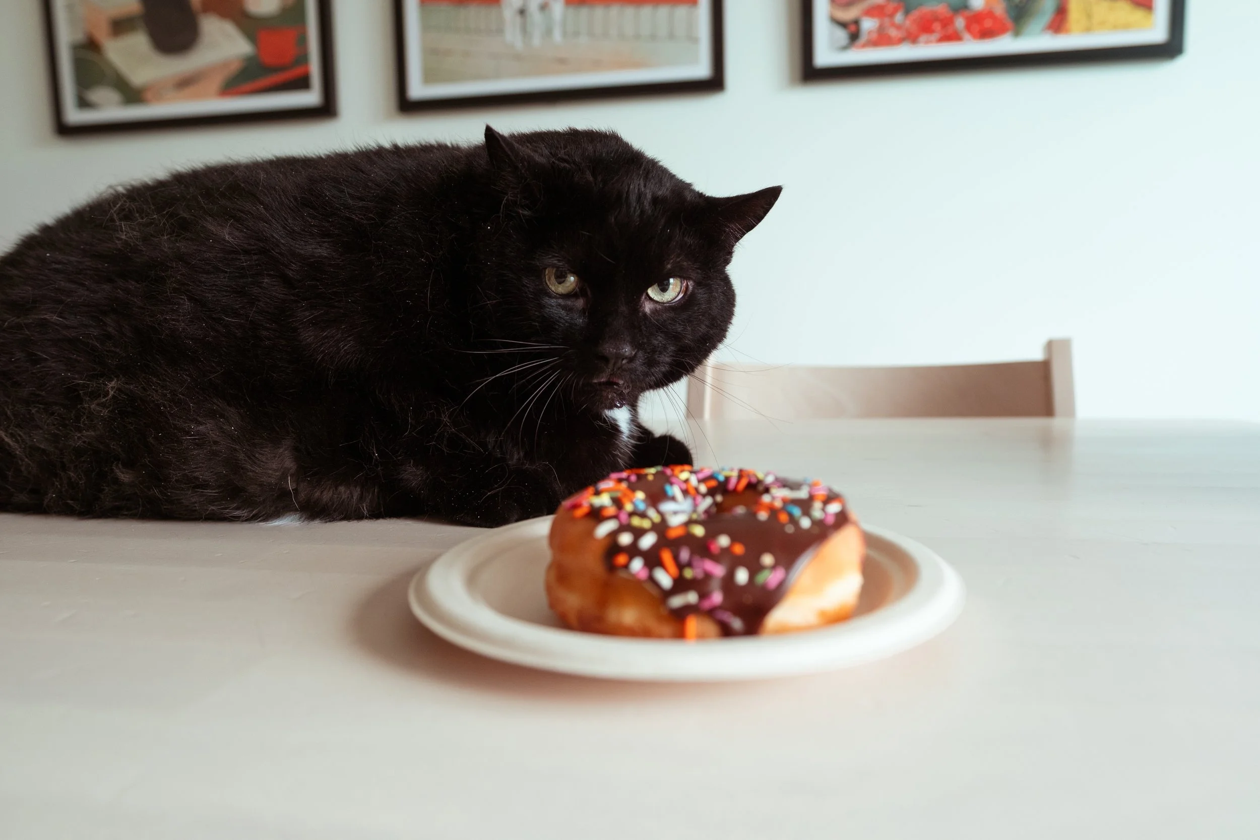 A black cat with green eyes lying on a white table, looking at a chocolate donut with colorful sprinkles on a white plate in front of it.