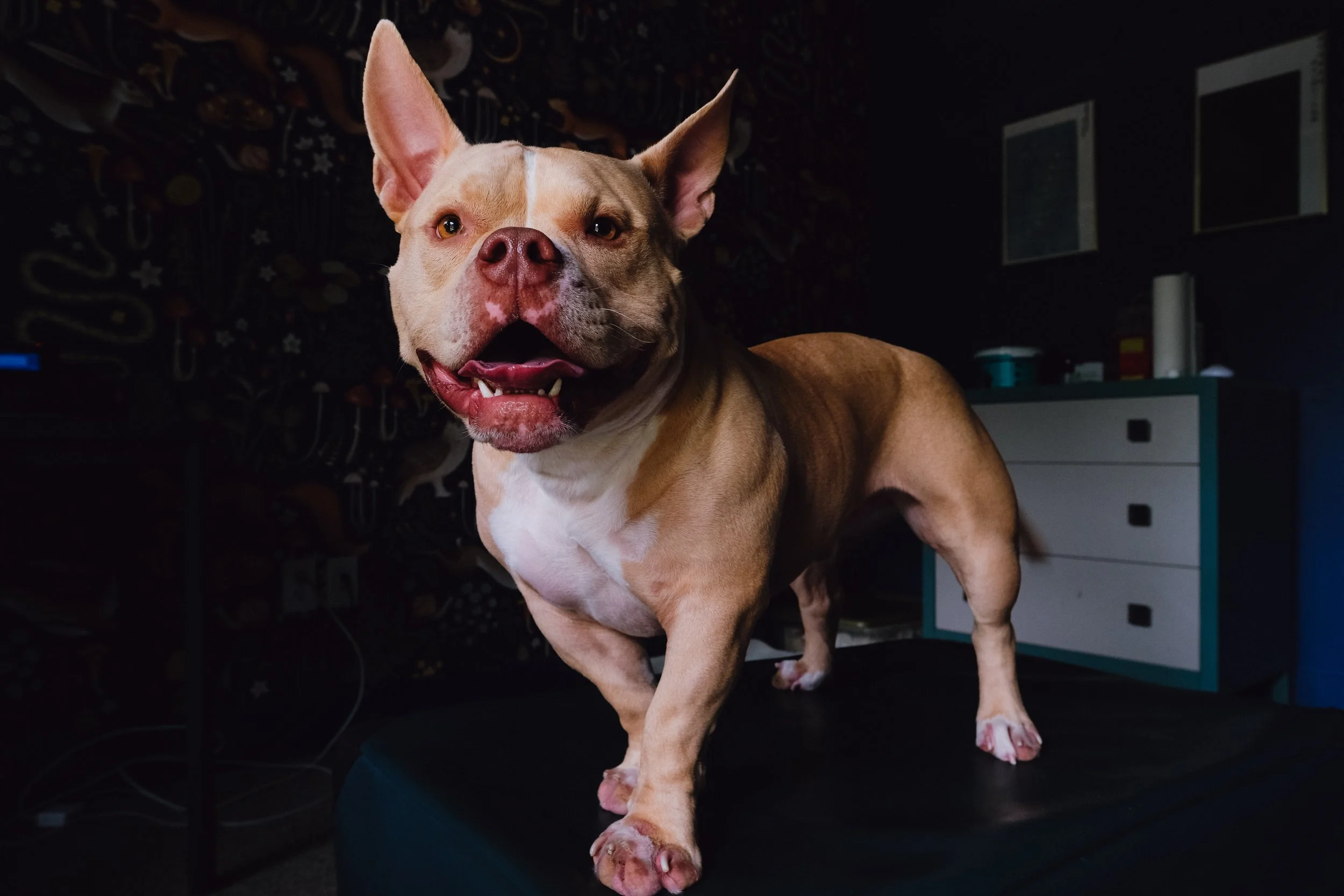 A tan and white dog with large ears standing on a surface in a dimly lit room.