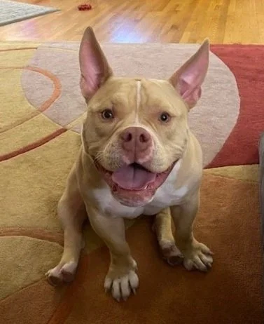 A happy tan and white pitbull dog sitting on a carpeted floor, with a big smile and ears perked up.