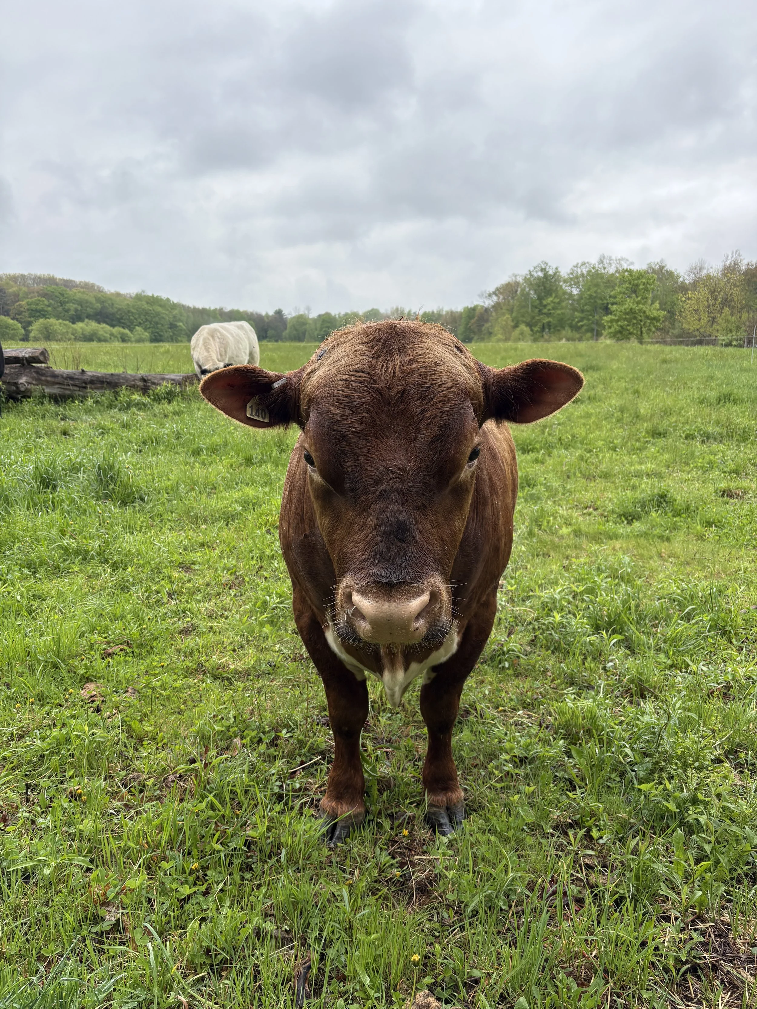 Ernst the Bull