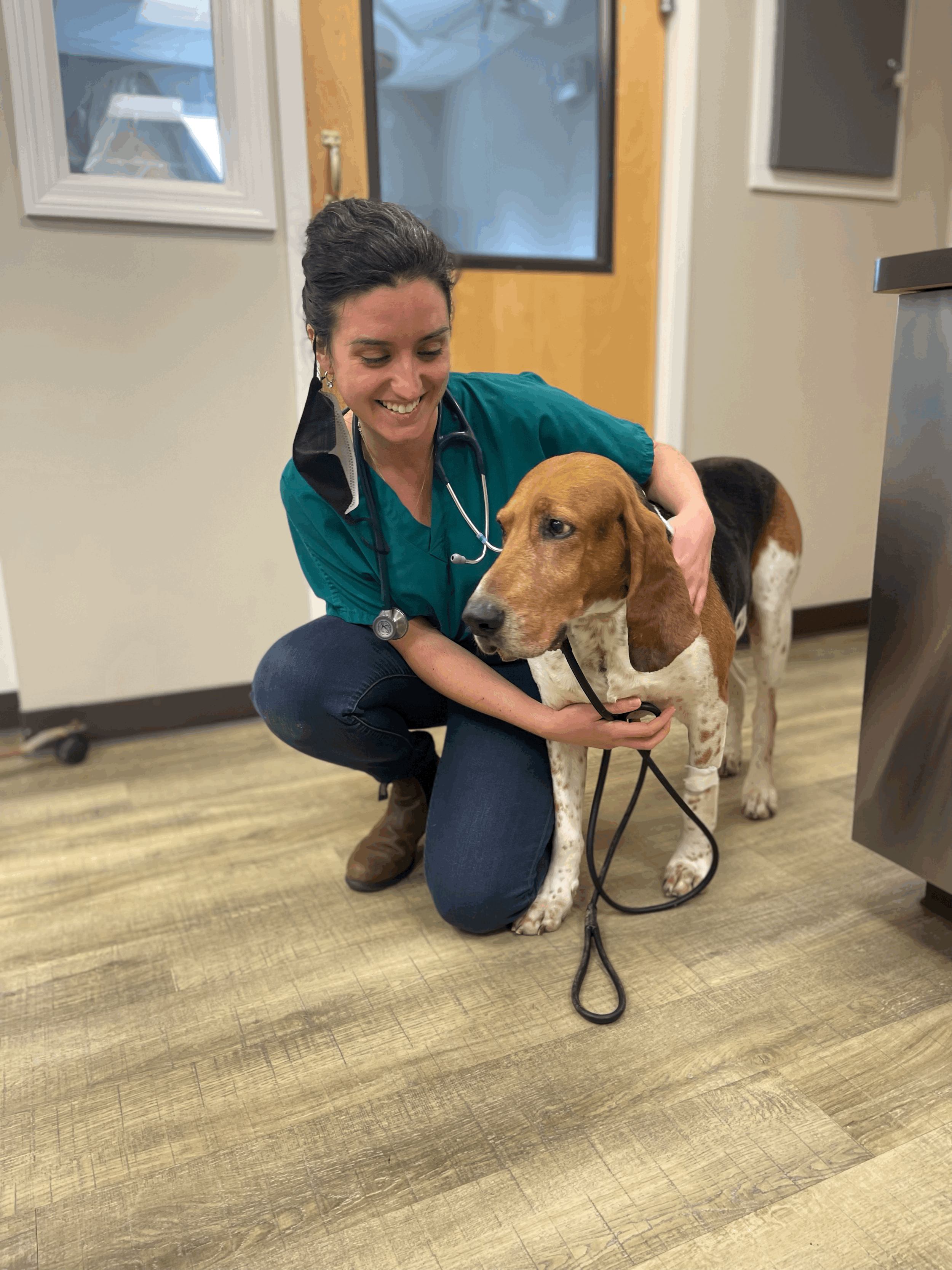 A veterinarian kneeling on the floor holding a happy young Basset Hound dog wearing a collar and leash inside a clinic or animal hospital.