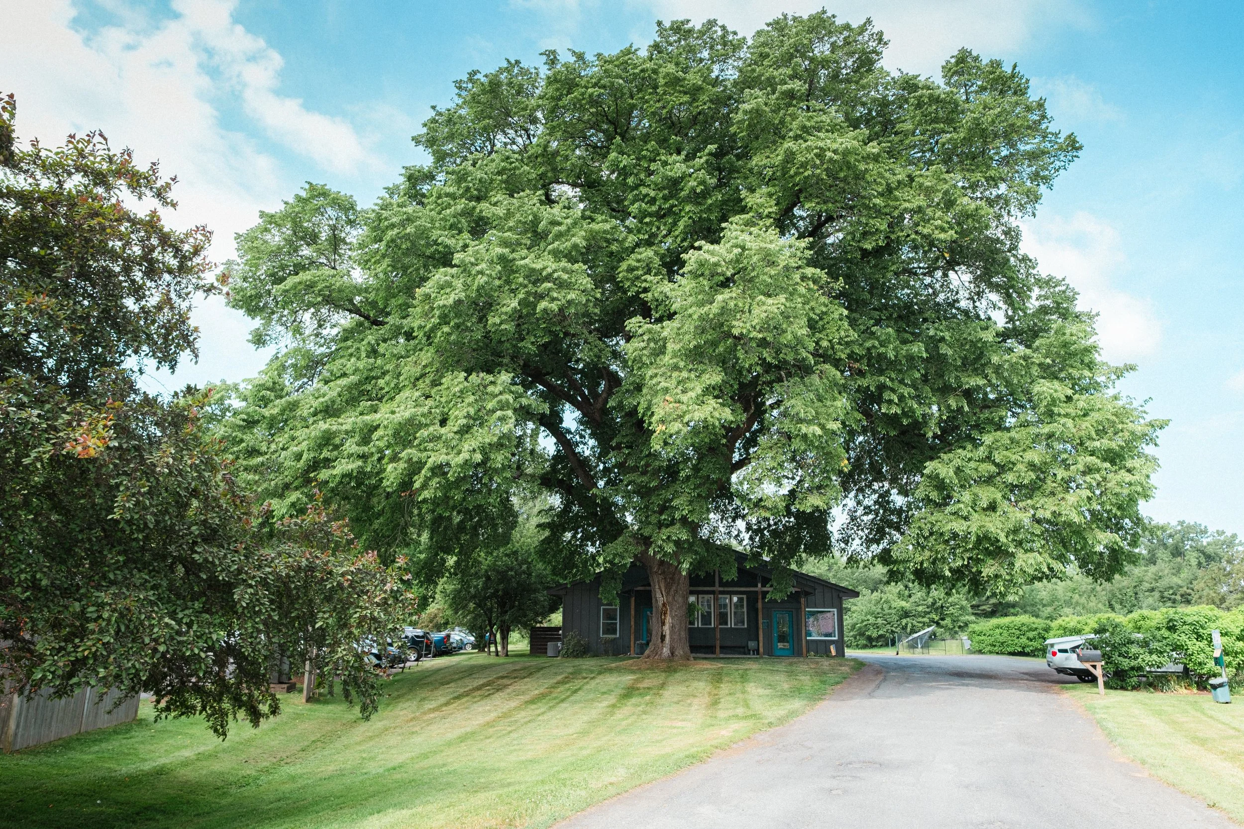 A large tree with green foliage stands in front of a dark-colored building. There is a parking lot with cars, a gravel driveway, and grassy areas around the trees. The sky is partly cloudy.