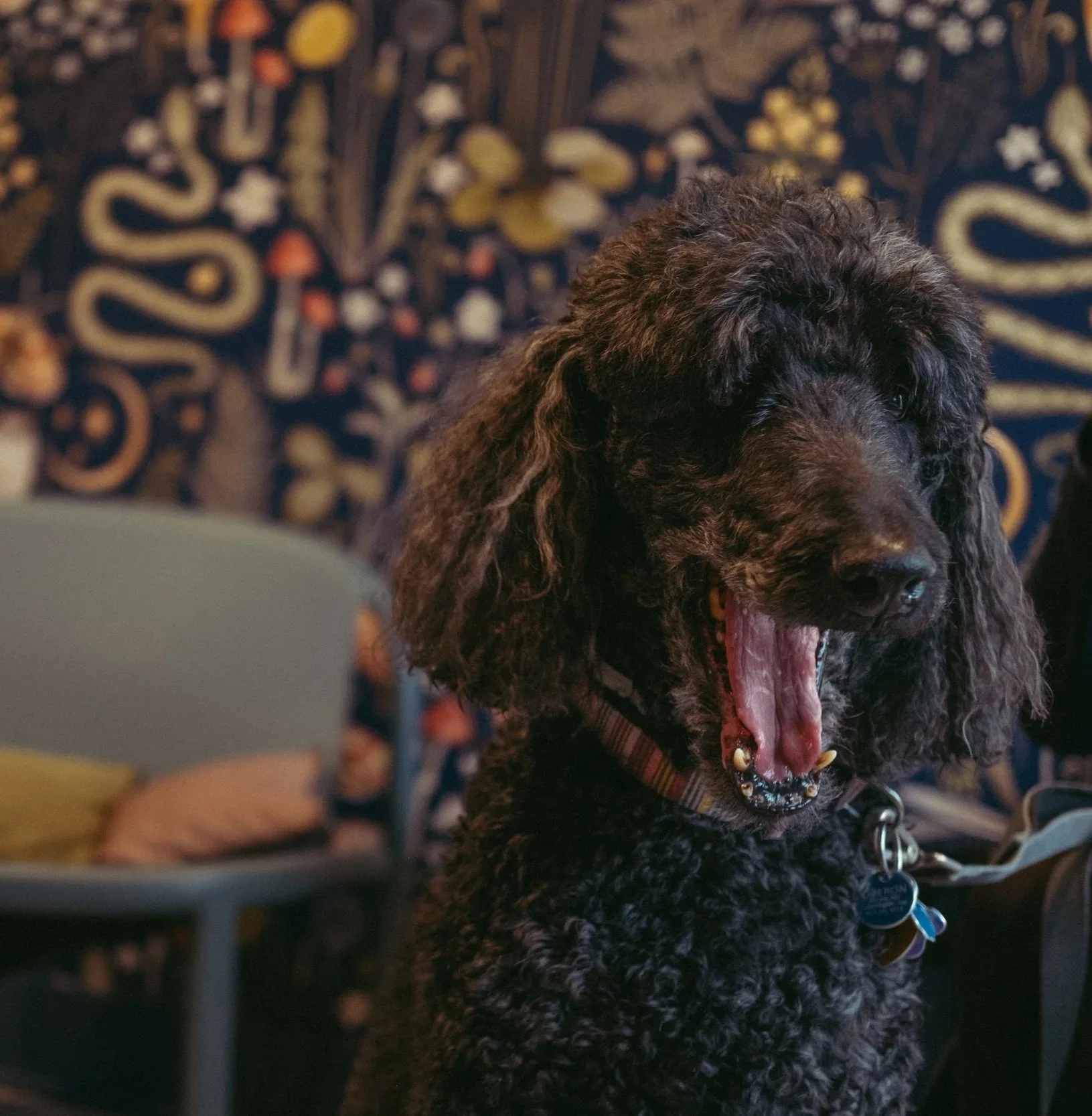 Black curly-coated dog, possibly a poodle, with its mouth open and tongue out, wearing a plaid collar with tags, in a dimly lit setting with a patterned background.