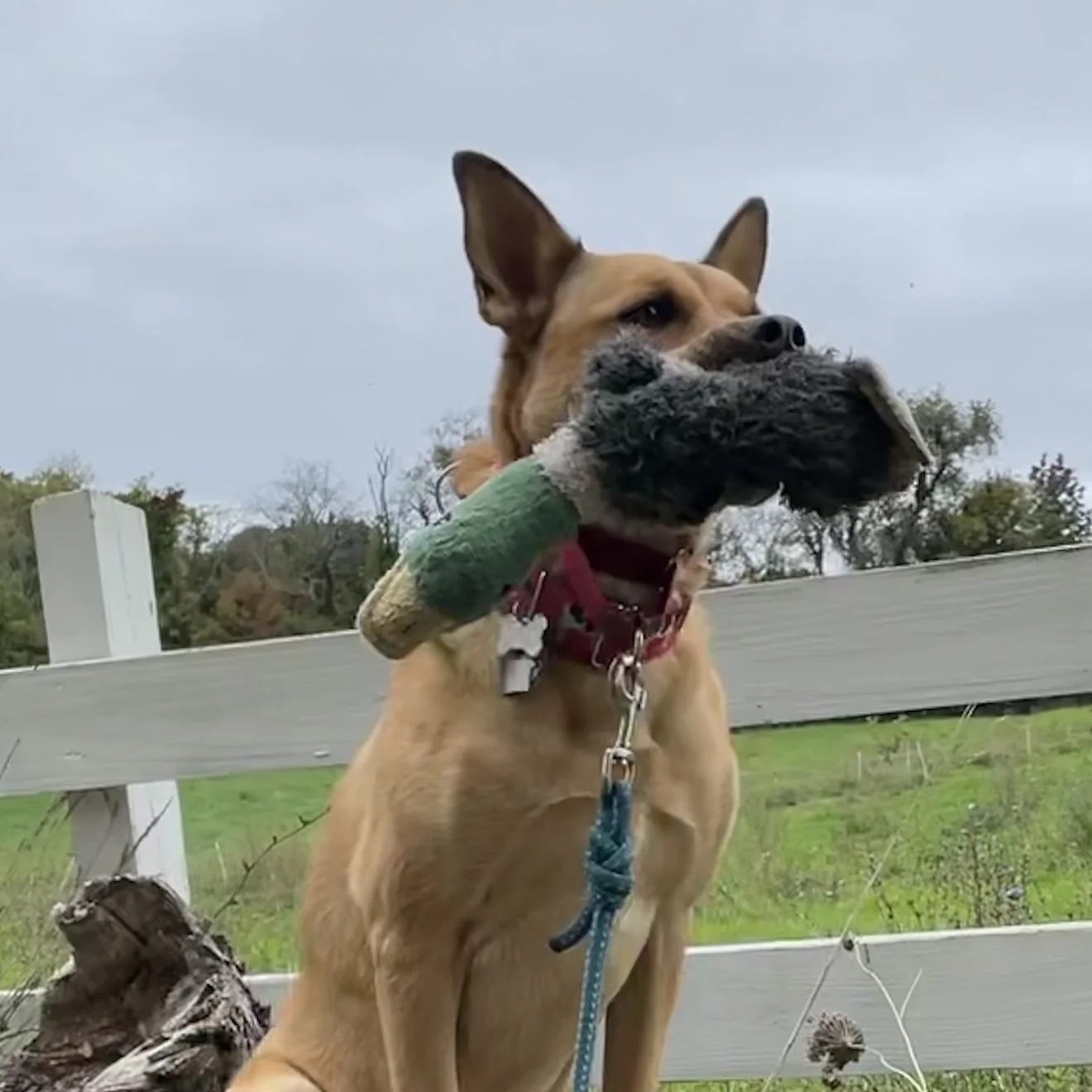 A dog holding a stuffed bird toy in its mouth outdoors near a wooden fence and trees.