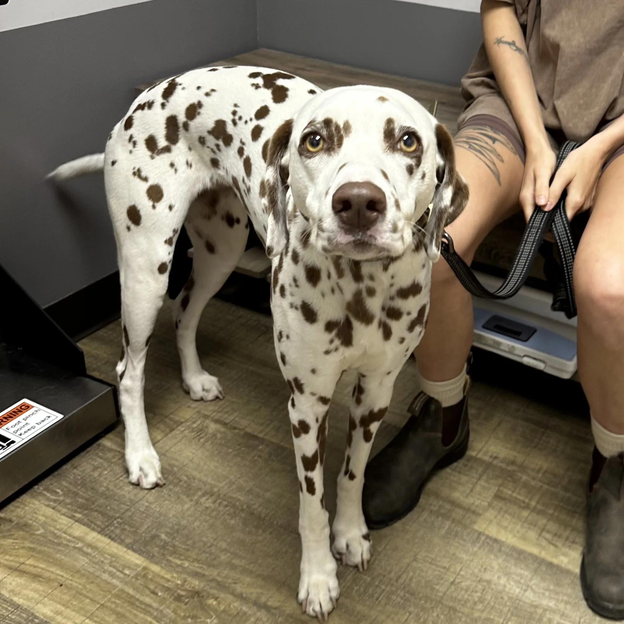 A Dalmatian dog with brown spots and yellow eyes standing indoors next to a person with tattoos on their arm, on a wooden floor with a gray wall in the background.