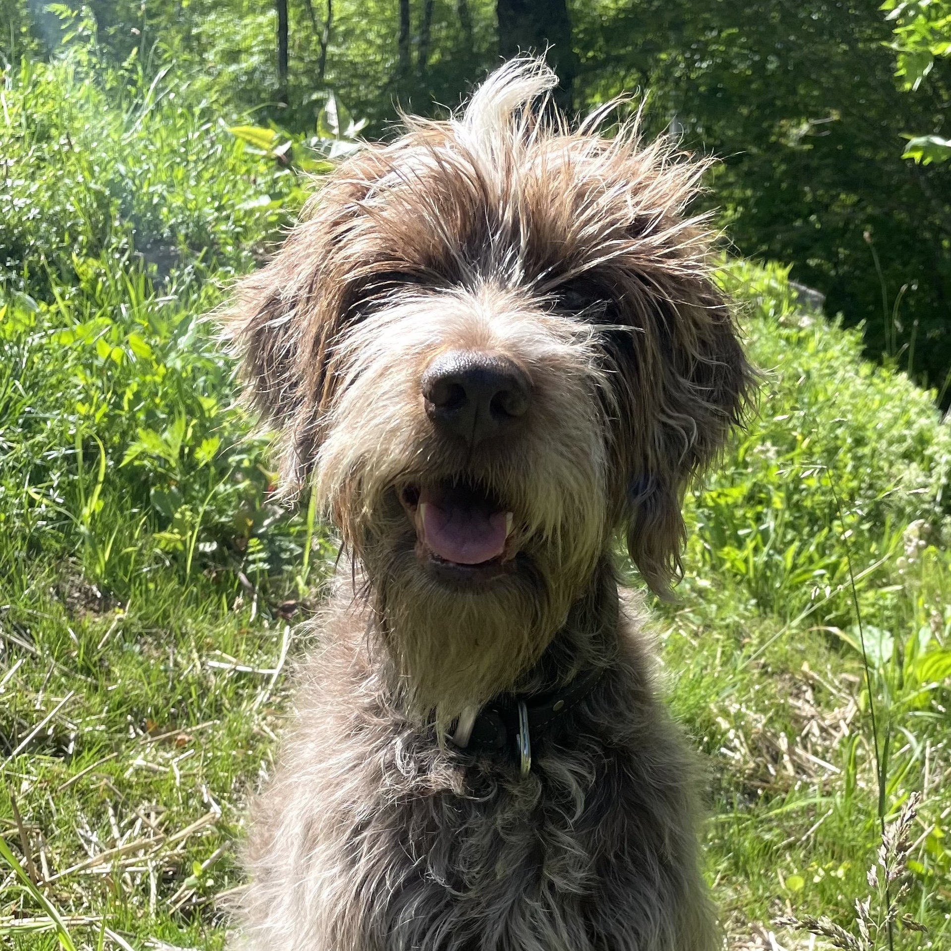Close-up of a smiling dog with curly fur, outdoors on green grass with trees in the background.