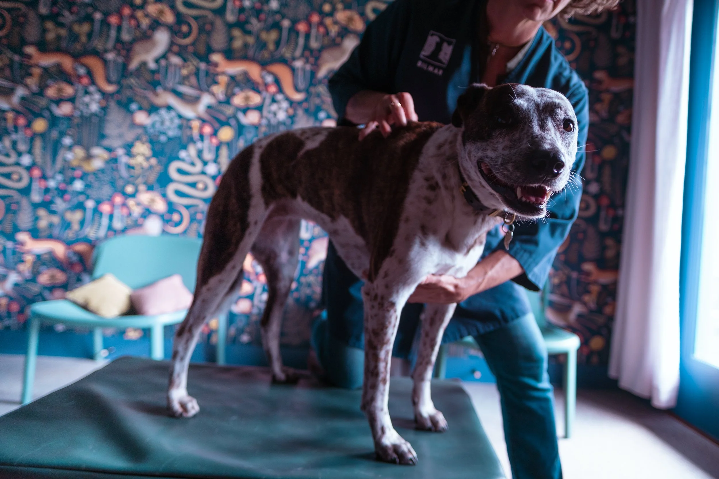 A woman is holding a large, spotted dog on a grooming table in a room with a colorful, patterned wall and a small blue chair in the background.