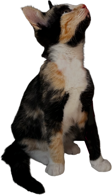 Calico kitten sitting and looking upward against a black background.