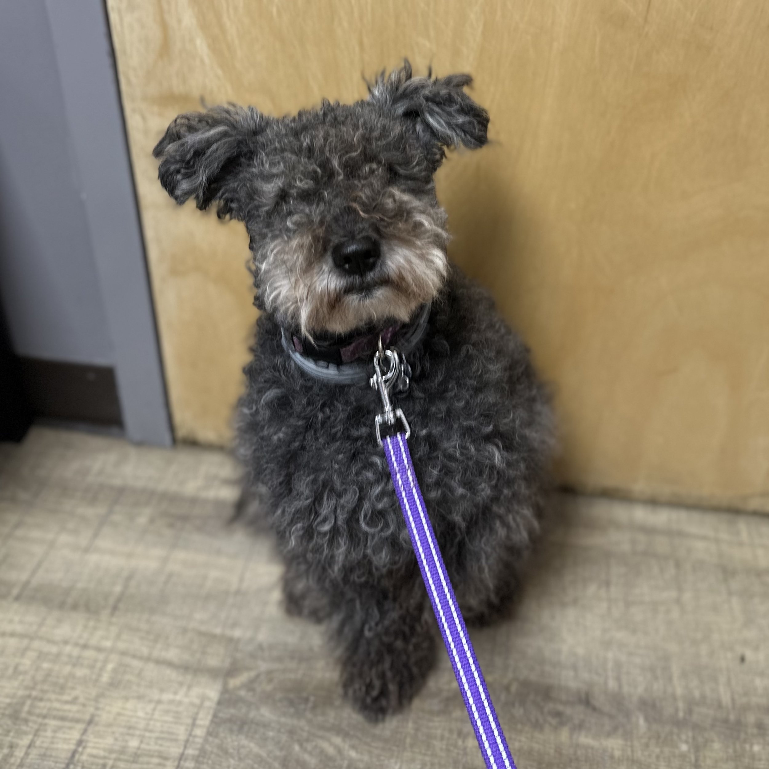 A curly-haired, gray and black small dog wearing a collar and purple leash, standing on a tiled floor, facing a wooden door.