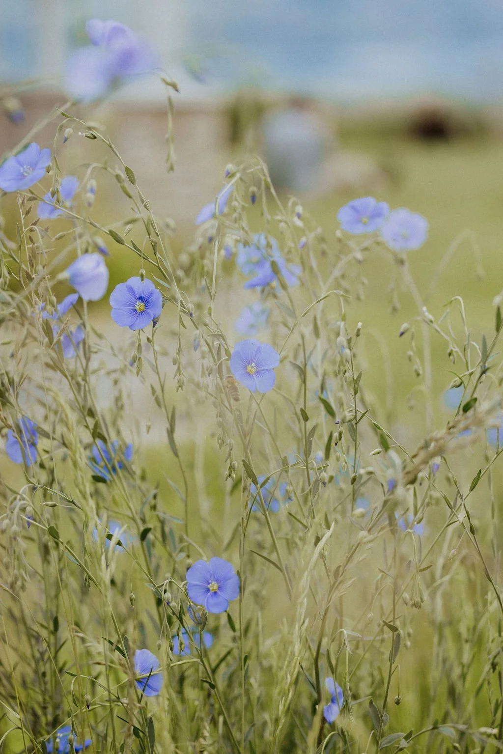 Blue wildflowers growing in a field with tall grass, blurred background