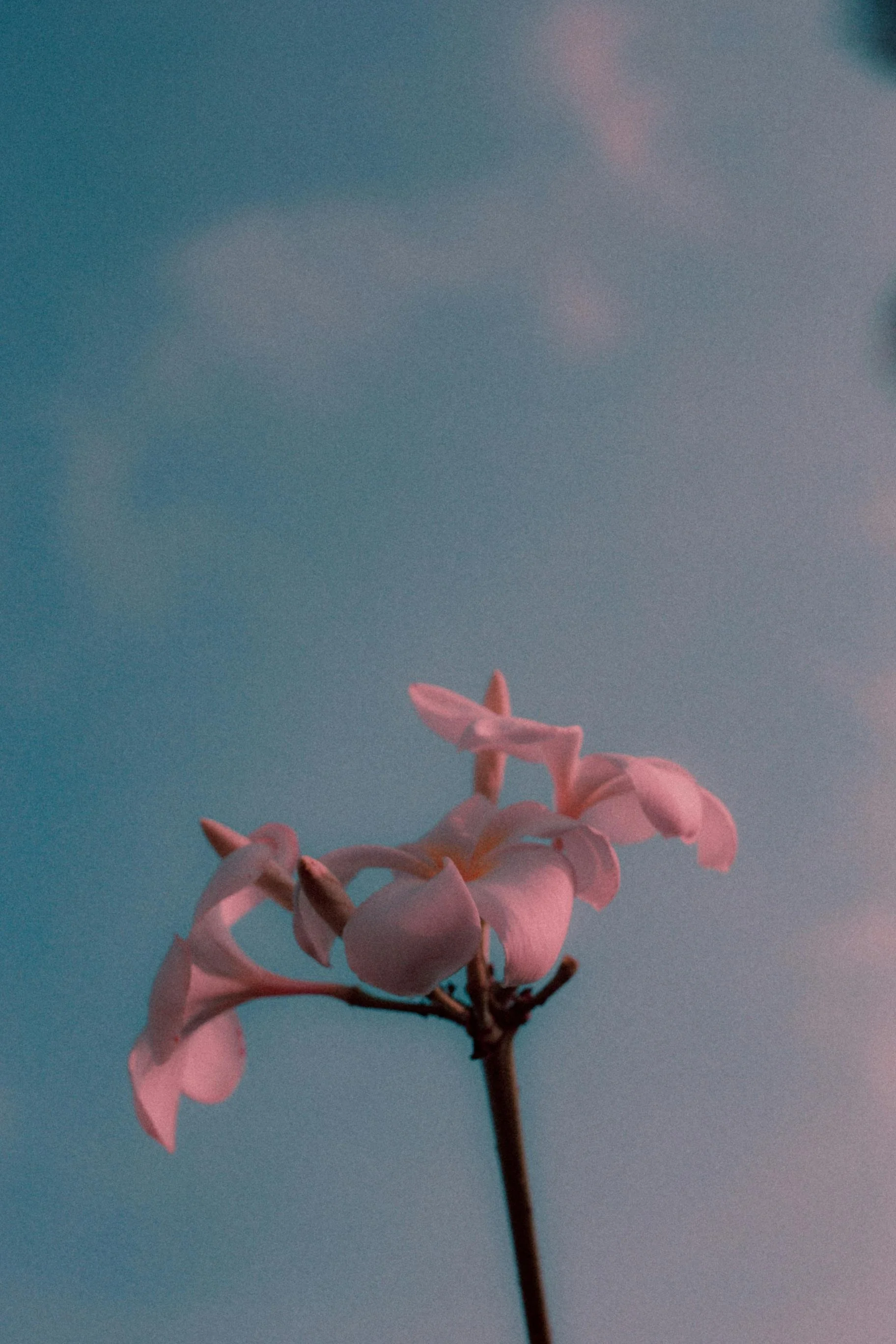 Close-up of a pink flower with a blue sky background.